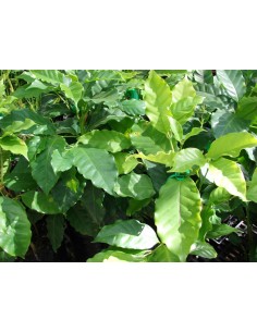 1 Arbolito de Cafe Veracruzano - Coffea arabiga (Cafe, para sembrar) Arbol de cereza del cafe 2