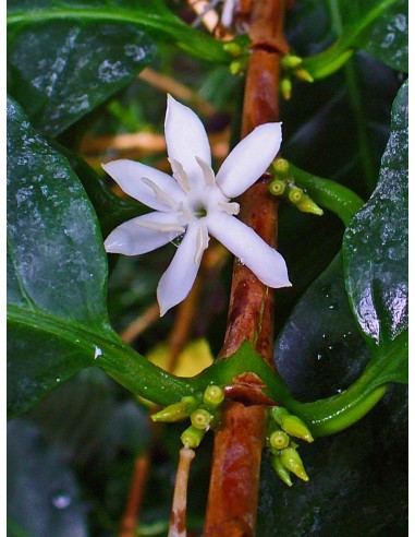 1 Coffee Live plant -Coffea arabica) Native from mexico