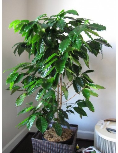 1 Arbolito de Cafe Veracruzano - Coffea arabiga (Cafe, para sembrar) Arbol de cereza del cafe