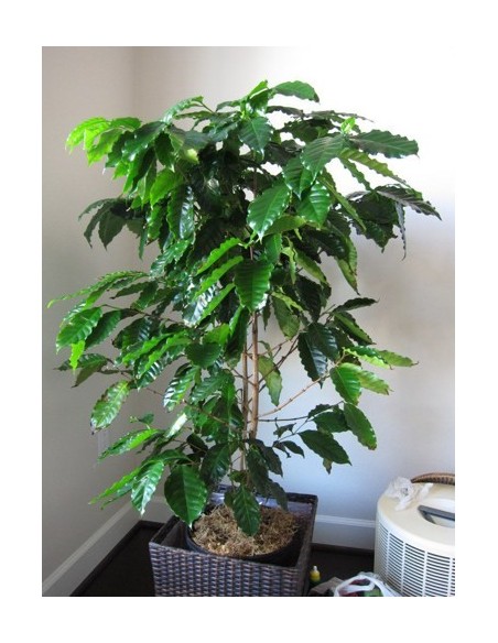 1 Arbolito de Cafe Veracruzano - Coffea arabiga (Cafe, para sembrar) Arbol de cereza del cafe