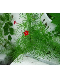 20 Fresh Ipomea quamoclit Seeds - Cypress vine graines available online 2