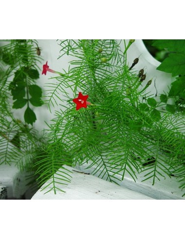 20 Fresh Ipomea quamoclit Seeds - Cypress vine graines available online
