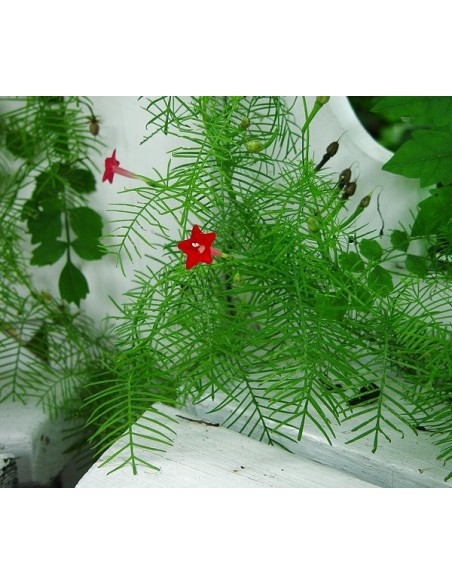 20 Fresh Ipomea quamoclit Seeds - Cypress vine graines available online 20 Fresh Ipomea quamoclit Seeds - Cypress vine graines available online