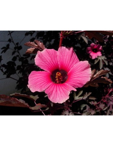 1 Falso arce japones (Hibiscus acetosella ) tulipan o arce maple tropical