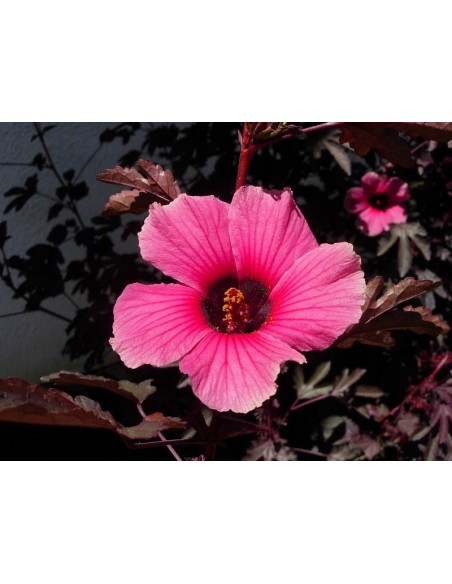 1 Hibiscus acetosella live plant - For sale 1 Hibiscus acetosella live plant - For sale