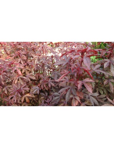 1 Hibiscus acetosella live plant - For sale