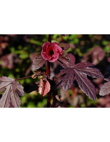 1 Hibiscus acetosella live plant - For sale 1 Hibiscus acetosella live plant - For sale