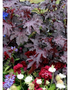 1 Hibiscus acetosella live plant - For sale
