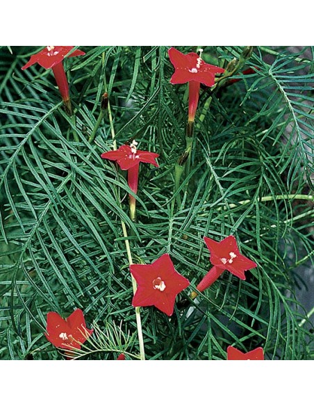 20 Semillas de Ipimea quamoclit Roja (Ipomea quamoclit) Flor estrella semillas en venta en Mexico