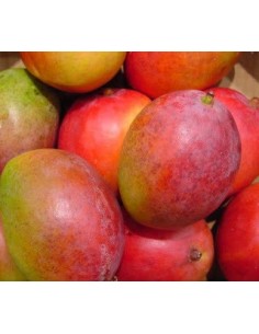 1 ''Petacon'' Mango from Mexico - Native trees , Mangifera indica