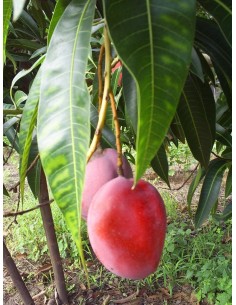 1 Mango ''Petacon'' Mexicano (Mangifera indica) Arbolitos en Venta 2
