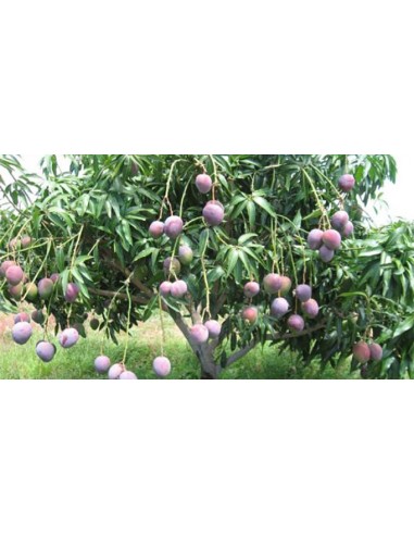 1 Mango ''Petacon'' Mexicano (Mangifera indica) Arbolitos en Venta