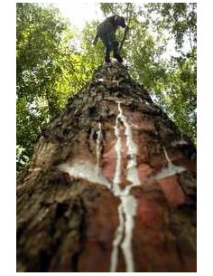 1 Mango ''Petacon'' Mexicano (Mangifera indica) Arbolitos en Venta