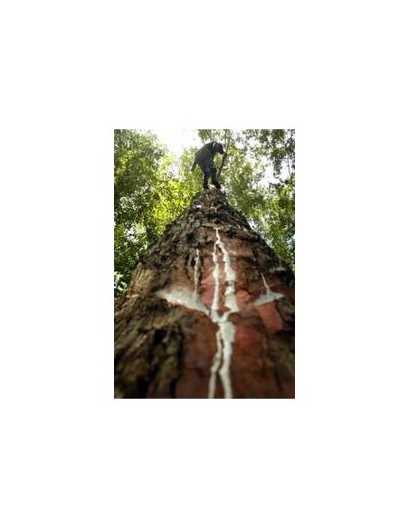 1 ''Petacon'' Mango from Mexico - Native trees , Mangifera indica