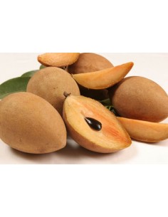 1 ''Petacon'' Mango from Mexico - Native trees , Mangifera indica 2