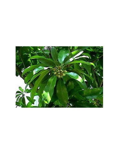 1 ''Petacon'' Mango from Mexico - Native trees , Mangifera indica