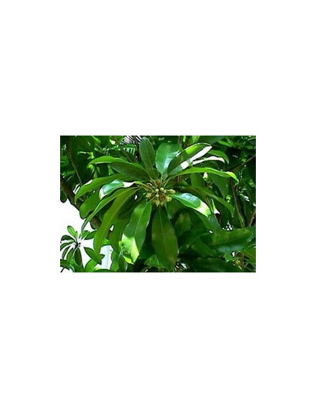 1 ''Petacon'' Mango from Mexico - Native trees , Mangifera indica