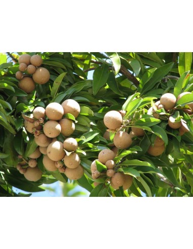 1 ''Petacon'' Mango from Mexico - Native trees , Mangifera indica