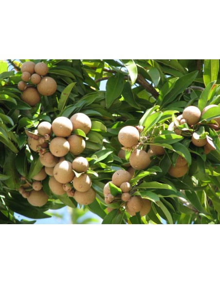 1 Mango ''Petacon'' Mexicano (Mangifera indica) Arbolitos en Venta