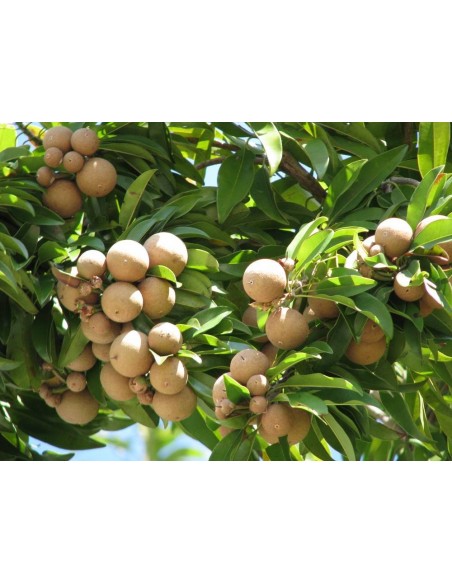 1 ''Petacon'' Mango from Mexico - Native trees , Mangifera indica