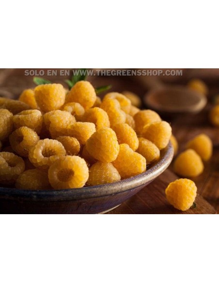 1 Planta de Frambuesa Amarilla (Rubus idaeus) Rara variedad de frambuesa amarilla Siempre productiva - Frambuesa dorada