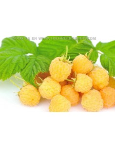 Yellow everbearing raspberrie (Rubus idaeus) live plant for sale - BUY HERE BERRY PLANTS FROM MEXICO