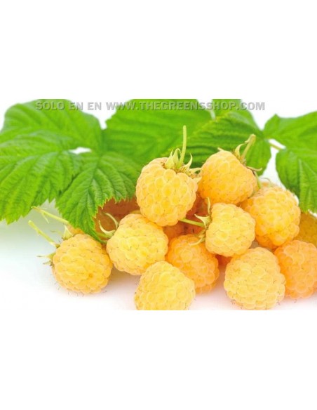 1 Planta de Frambuesa Amarilla (Rubus idaeus) Rara variedad de frambuesa amarilla Siempre productiva - Frambuesa dorada