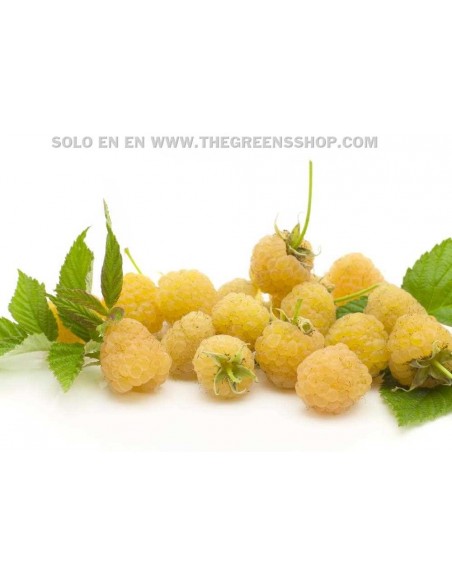 1 Planta de Frambuesa Amarilla (Rubus idaeus) Rara variedad de frambuesa amarilla Siempre productiva - Frambuesa dorada