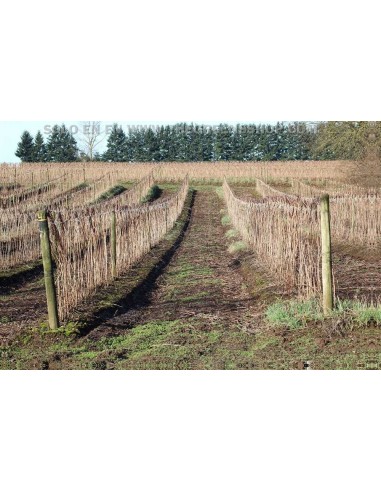 Yellow everbearing raspberrie (Rubus idaeus) live plant for sale - BUY HERE BERRY PLANTS FROM MEXICO