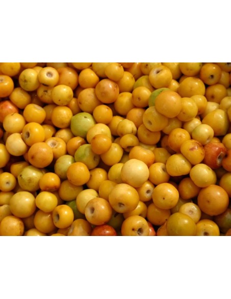 1 Nance fruit ( Byrsonima crassifolia) tree