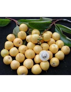 1 Arbolito de Nanche - Nance, Chaparro (Byrsonima crassifolia) FRUTAL TROPICAL EN THE GREEN SHOP 2