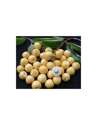 1 Arbolito de Nanche - Nance, Chaparro (Byrsonima crassifolia) FRUTAL TROPICAL EN THE GREEN SHOP