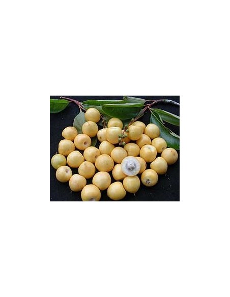 1 Nance fruit ( Byrsonima crassifolia) tree