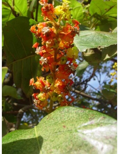 1 Nance fruit ( Byrsonima crassifolia) tree