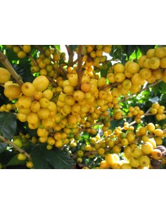 1 Yellow katuai coffee Live plant - coffea arabiga) plants for sale, the greens shop Company nurseries.