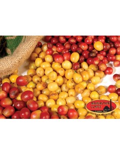 1 Yellow katuai coffee Live plant - coffea arabiga) plants for sale, the greens shop Company nurseries. 2