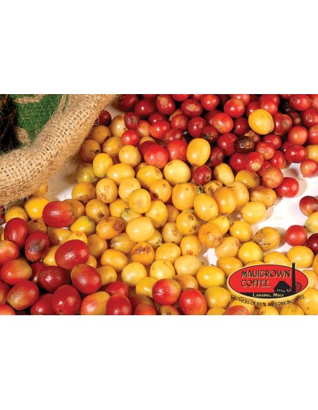 1 Yellow katuai coffee Live plant - coffea arabiga) plants for sale, the greens shop Company nurseries.