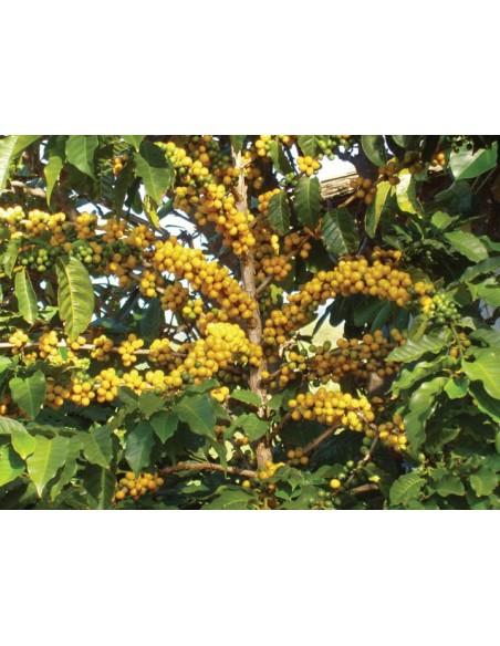 1 Yellow katuai coffee Live plant - coffea arabiga) plants for sale, the greens shop Company nurseries.