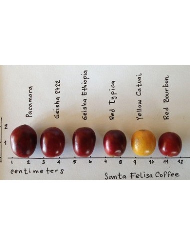 1 Yellow katuai coffee Live plant - coffea arabiga) plants for sale, the greens shop Company nurseries.