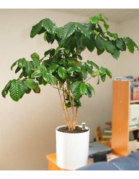 1 Yellow katuai coffee Live plant - coffea arabiga) plants for sale, the greens shop Company nurseries.