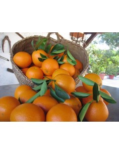 1 Arbolito de Naranja Valencia - Citrus sinensis Autenticos naranjos Valencianos de martinez de la torre 2