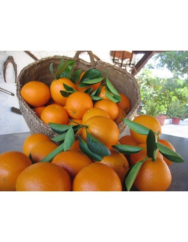 1 Valencia late orange Live tree For sale - Order here