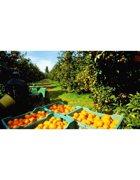 1 Valencia late orange Live tree For sale - Order here 1 Valencia late orange Live tree For sale - Order here