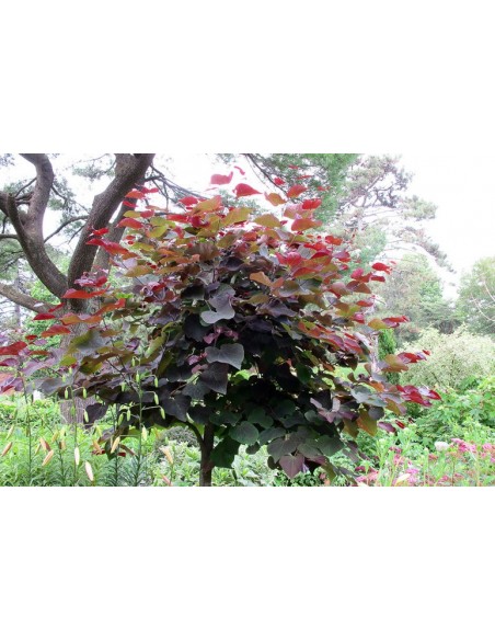 1 Arbolito del Amor (Duraznillo) (Cercis occidentalis) Arbol de flores Eastern Redbud venta en Mexico arboles exoticos