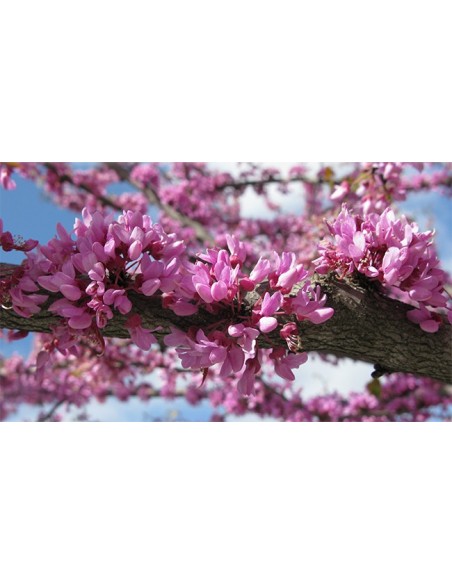 Eastern redbud (Cercis canadensis) BUY HERE REDBUD AND OTHER ORNAMENTAL TREES Eastern redbud (Cercis canadensis) BUY HERE REDBUD AND OTHER ORNAMENTAL TREES