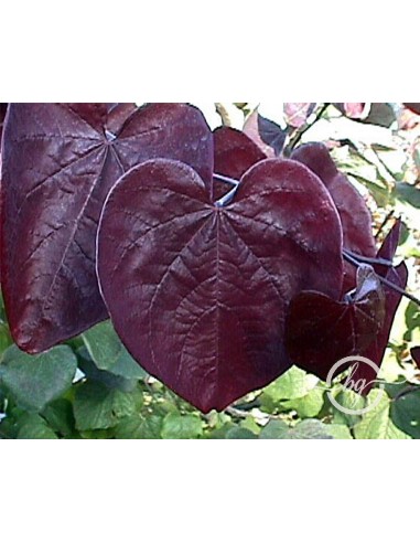 Eastern redbud (Cercis canadensis) BUY HERE REDBUD AND OTHER ORNAMENTAL TREES