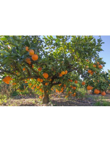1 Valencia late orange Live tree For sale - Order here