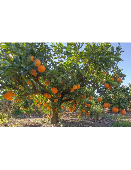 1 Arbolito de Naranja Valencia - Citrus sinensis Autenticos naranjos Valencianos de martinez de la torre