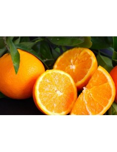1 Arbolito de Naranja Valencia - Citrus sinensis Autenticos naranjos Valencianos de martinez de la torre