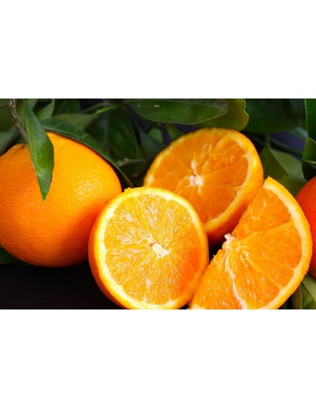 1 Valencia late orange Live tree For sale - Order here 1 Valencia late orange Live tree For sale - Order here